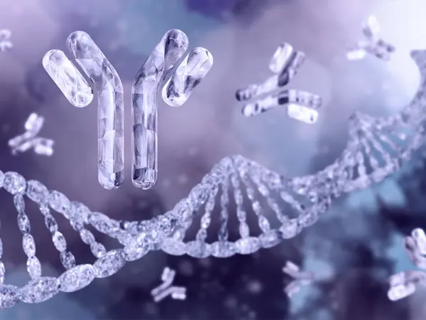 Conjugated antibodies